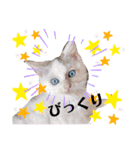 小鉄＊小梅＊（個別スタンプ：6）