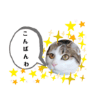 小鉄＊小梅＊（個別スタンプ：14）