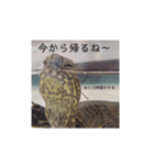 気軽に使える亀くんのスタンプ（個別スタンプ：9）