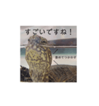 気軽に使える亀くんのスタンプ（個別スタンプ：10）