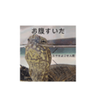 気軽に使える亀くんのスタンプ（個別スタンプ：13）