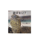 気軽に使える亀くんのスタンプ（個別スタンプ：16）