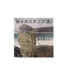 気軽に使える亀くんのスタンプ（個別スタンプ：18）