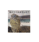 気軽に使える亀くんのスタンプ（個別スタンプ：19）