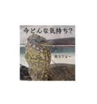 気軽に使える亀くんのスタンプ（個別スタンプ：20）
