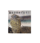 気軽に使える亀くんのスタンプ（個別スタンプ：23）