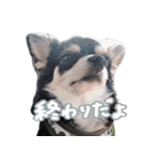 チャックはビッグチワワ（個別スタンプ：20）
