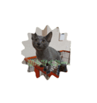 獅子丸 ネコ ロシアンブルー（個別スタンプ：6）
