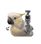 キバタンの写真スタンプ（個別スタンプ：1）