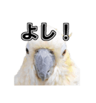 キバタンの写真スタンプ（個別スタンプ：4）
