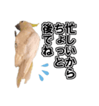 キバタンの写真スタンプ（個別スタンプ：7）