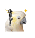 キバタンの写真スタンプ（個別スタンプ：9）