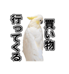 キバタンの写真スタンプ（個別スタンプ：11）