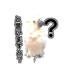 キバタンの写真スタンプ（個別スタンプ：15）