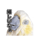 キバタンの写真スタンプ（個別スタンプ：19）