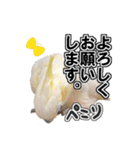 キバタンの写真スタンプ（個別スタンプ：20）