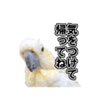 キバタンの写真スタンプ（個別スタンプ：21）