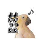 キバタンの写真スタンプ（個別スタンプ：22）