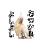 キバタンの写真スタンプ（個別スタンプ：23）