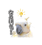 キバタンの写真スタンプ（個別スタンプ：24）