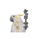 キバタンの写真スタンプ（個別スタンプ：25）