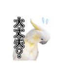 キバタンの写真スタンプ（個別スタンプ：26）