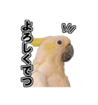 キバタンの写真スタンプ（個別スタンプ：27）