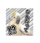 キバタンの写真スタンプ（個別スタンプ：29）