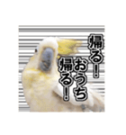 キバタンの写真スタンプ（個別スタンプ：30）