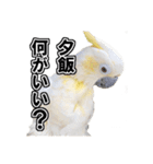 キバタンの写真スタンプ（個別スタンプ：31）