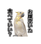 キバタンの写真スタンプ（個別スタンプ：32）