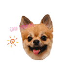 ぽめちわのアンさん♡（個別スタンプ：1）