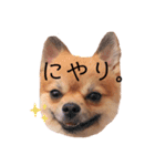 ぽめちわのアンさん♡（個別スタンプ：3）