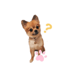 ぽめちわのアンさん♡（個別スタンプ：6）