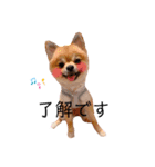 ぽめちわのアンさん♡（個別スタンプ：11）