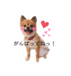 ぽめちわのアンさん♡（個別スタンプ：13）