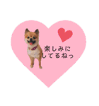 ぽめちわのアンさん♡（個別スタンプ：19）