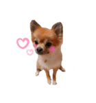ぽめちわのアンさん♡（個別スタンプ：30）