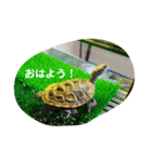 ダイヤモンドバックテラピンのスタンプ（個別スタンプ：1）