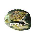 ダイヤモンドバックテラピンのスタンプ（個別スタンプ：2）