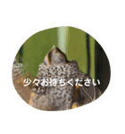 ダイヤモンドバックテラピンのスタンプ（個別スタンプ：4）