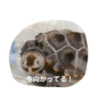 ダイヤモンドバックテラピンのスタンプ（個別スタンプ：5）