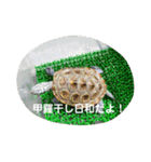ダイヤモンドバックテラピンのスタンプ（個別スタンプ：6）