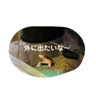 ダイヤモンドバックテラピンのスタンプ（個別スタンプ：8）