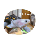 ダイヤモンドバックテラピンのスタンプ（個別スタンプ：12）