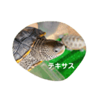 ダイヤモンドバックテラピンのスタンプ（個別スタンプ：14）