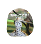 ダイヤモンドバックテラピンのスタンプ（個別スタンプ：16）