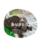 ダイヤモンドバックテラピンのスタンプ（個別スタンプ：17）