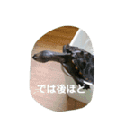 ダイヤモンドバックテラピンのスタンプ（個別スタンプ：20）