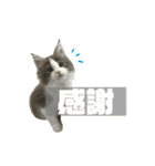 ろくもねスタンプ（個別スタンプ：5）